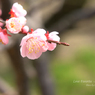 lovefavorite_385