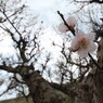 春～畑～梅里