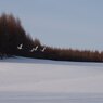 林と雪原
