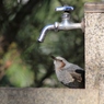 水飲み場のヒヨドリ