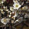 120311道明寺 (18)