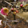 120311道明寺 (36)