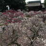 120311道明寺 (44)