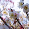 120311道明寺 (59)