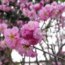 120311道明寺 (79)