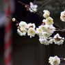 梅　- 白梅と鈴緒 -