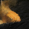 金色の 鯉