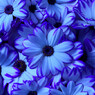 Blue Cineraria