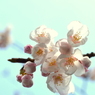 一番最初に咲く桜の花