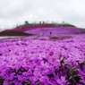 花の絨毯