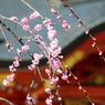 桜_05