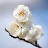 桜_01