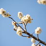 桜_02