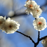 梅　- 透輝花 -