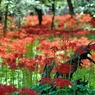 彼岸花