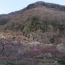 幕山梅園