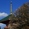 梅　- 白梅と仏塔 -