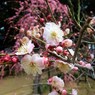 120316道明寺F