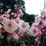 120316道明寺F (2)