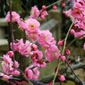 120316道明寺F (6)
