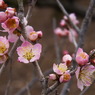 120316道明寺P (13)