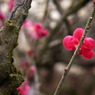 120316道明寺P (15)
