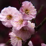 120316道明寺P (16)
