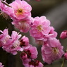 120316道明寺P (17)