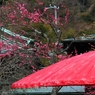 紅梅と野点傘