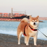 波打ち際