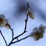 梅　- 儚い蒼 -