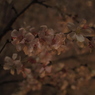 枝と花と私