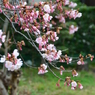 一番最初に咲く桜の花（２）