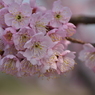一番最初に咲く桜の花（３）