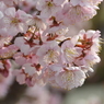一番最初に咲く桜の花（４）
