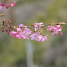 一番最初に咲く桜の花（５）