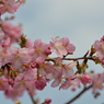 一番最初に咲く桜の花（６）