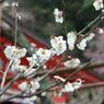 天神様の梅