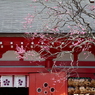 天神さんの梅