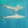 サメ　海遊館