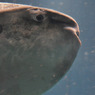 マンボウ　海遊館