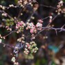 春の雫Ⅸ