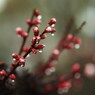 春の雫ⅩⅢ