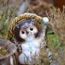 うちの狸