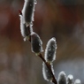 雪にぬれるネコヤナギ