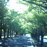 昭和記念公園