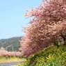 河津桜1