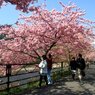 河津桜2