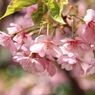 河津桜3
