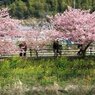 河津桜4